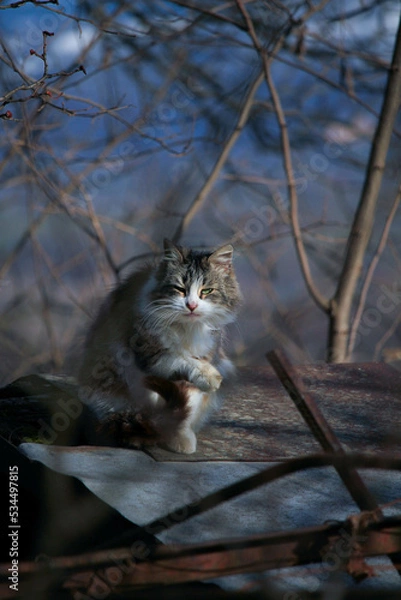 Fototapeta cat on roof