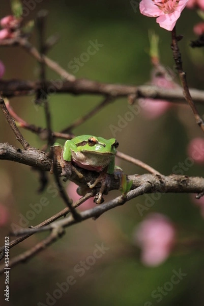 Fototapeta tree tree frog on leaf