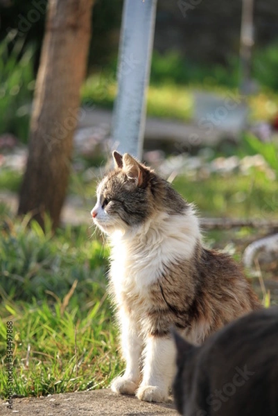 Obraz cat sunbathing