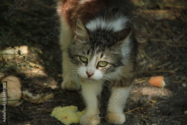 Obraz cat in the garden
