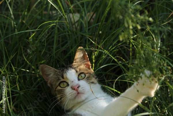Obraz cat playing in grass
