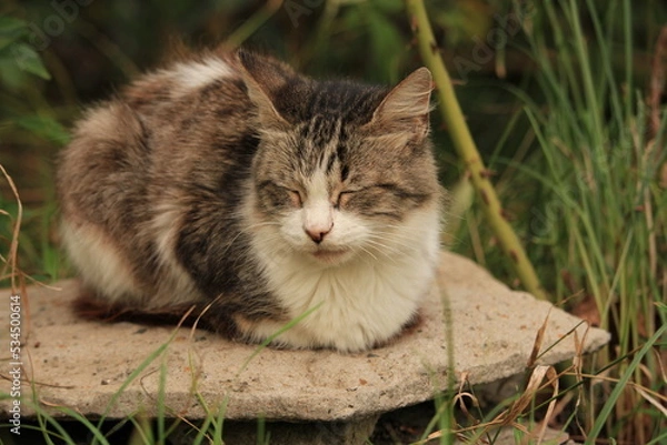 Obraz cat sleeping on a stone