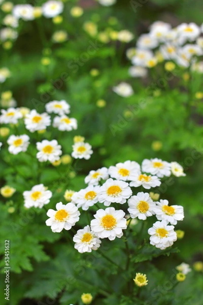 Obraz Flowering Pyrethrum