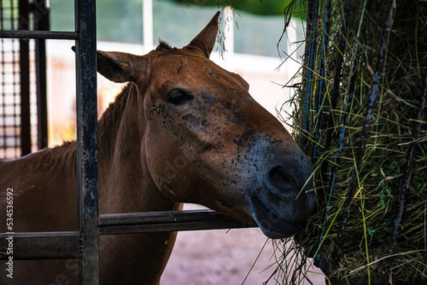 Obraz Horse head close up