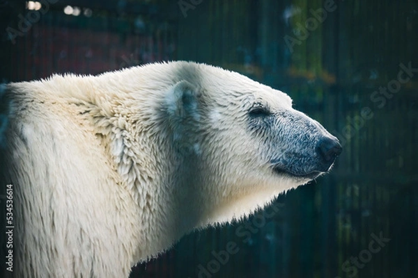 Fototapeta Polar bear in the zoo close-up
