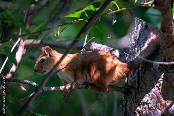 Fototapeta Squirrel close-up in the forest