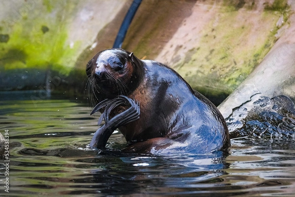Fototapeta Seal in the zoo in summer