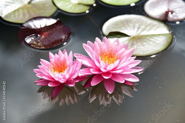 Obraz A twin pink lotus flowers brightness