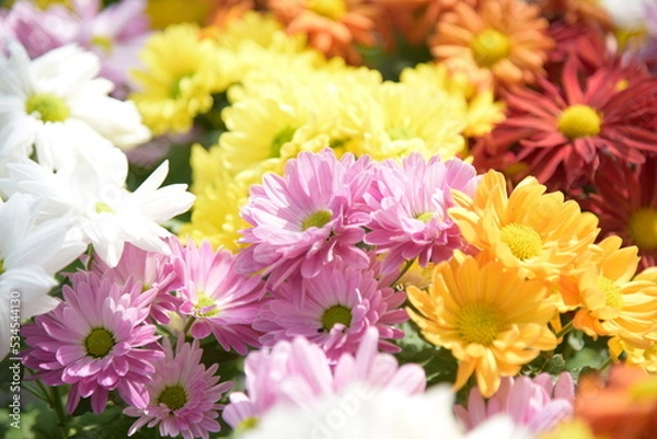 Obraz Daisies flower of various colors