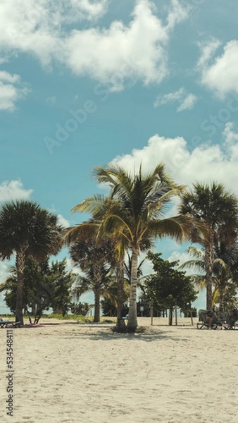 Fototapeta palm trees on the beach
