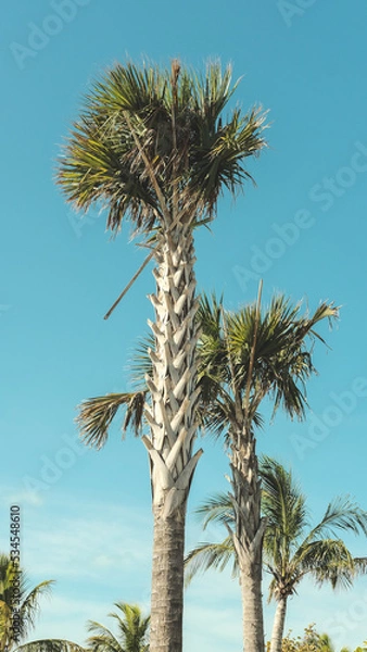 Fototapeta palm tree on sky