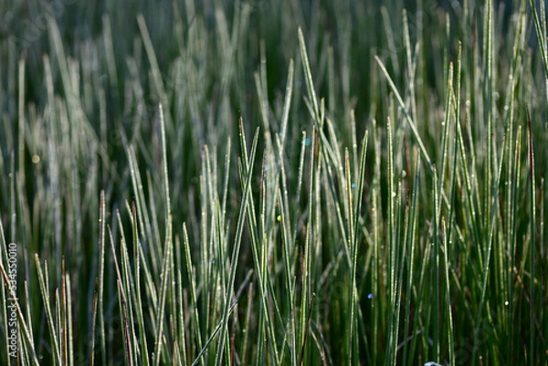 Fototapeta 湿地の朝