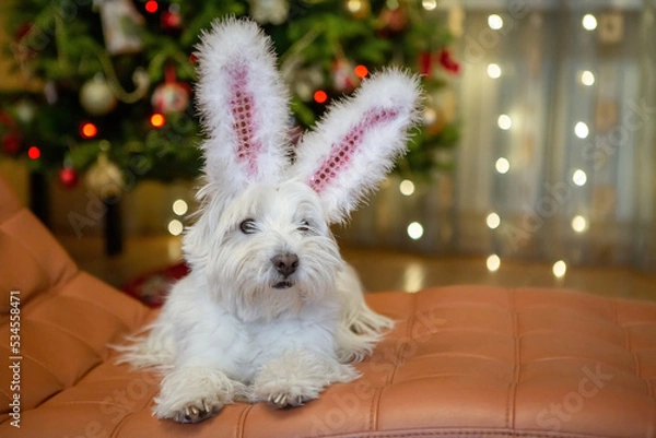 Fototapeta White terrier dog with rabbit ears at home on the background of a Christmas tree a new year rabbit