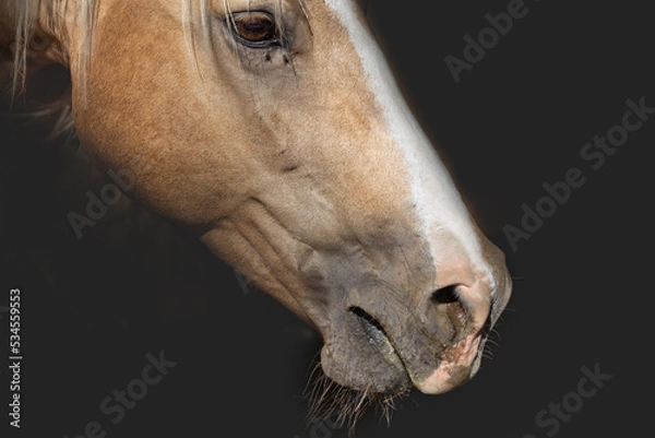 Fototapeta sick mare, a horse with a runny nose on a black background of the stable. Concept of herpes virus, horse health