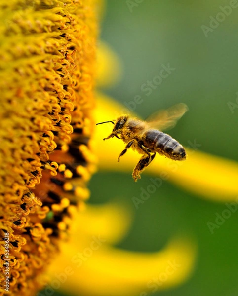 Fototapeta Bee