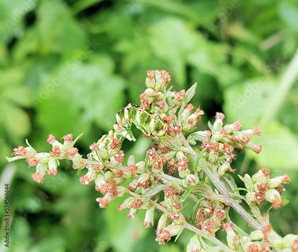 Obraz ヨモギに擬態　ハイイロセダカモクメ幼虫