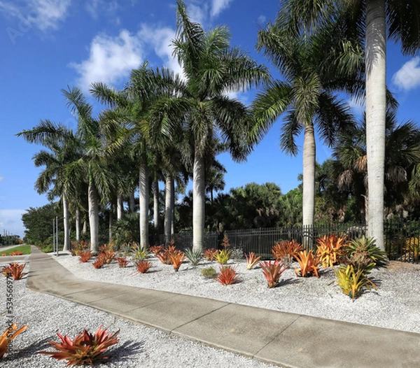 Fototapeta Tall royal palm trees make a dramatic contrast with orange Aechmea blanchetiana bromeliads growing below in Naples. Florida, USA.