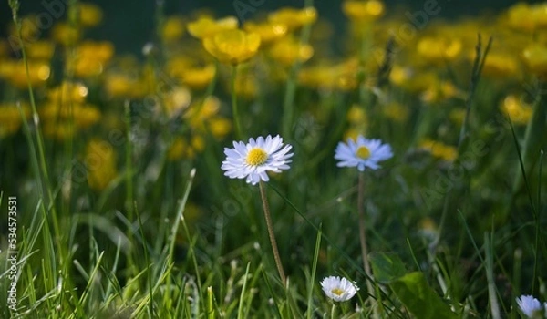 Obraz daisies in the meadow