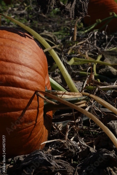 Obraz pumpkin growing in the field