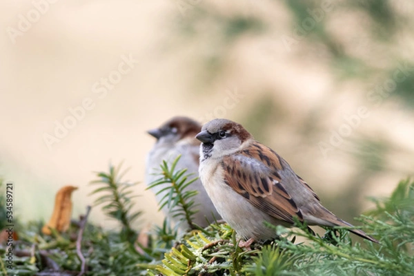 Fototapeta two sparrows sitting on a branch of a conifer