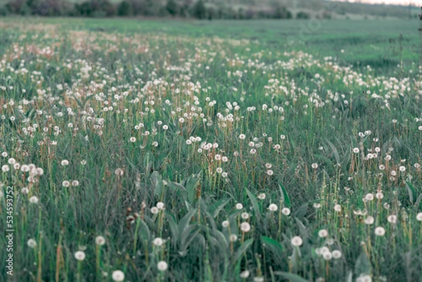 Fototapeta Field of dandelions after flowering, in the seed stage, fluffy plant heads among green grass in nature