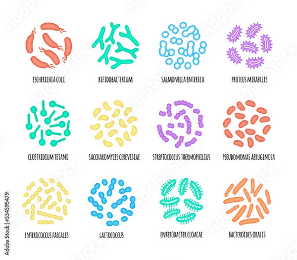 Obraz Human microbiome illustration of bacterial species. Vector image. Gastroenterologist. Bifidobacteria, lactobacilli. Lactic acid bacteria. Illustration in a flat style.