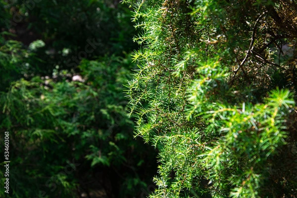 Obraz green moss on the tree