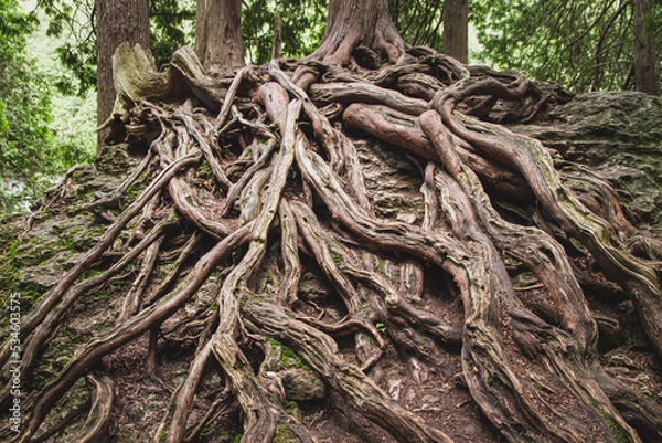 Obraz Massive tree roots above ground and rocks