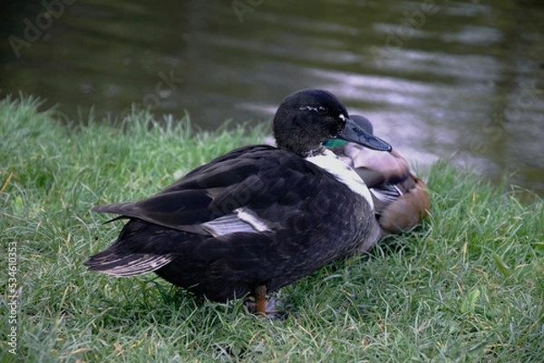 Obraz duck in the park