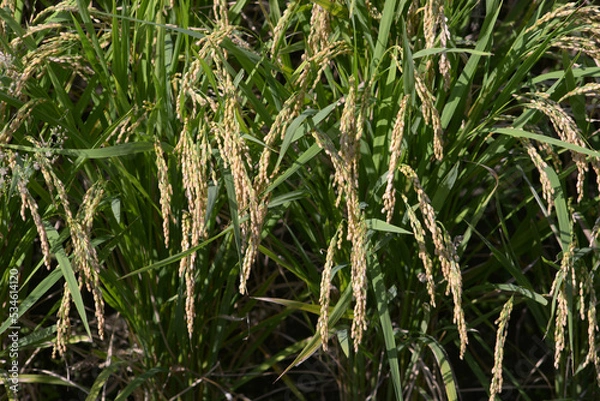 Fototapeta 稲穂　豊作