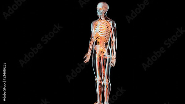 Fototapeta Human arterial and venous circulatory system, Medically accurate animation of Heart with Vains and arteries, blood vessels, 3d render	