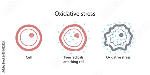 Obraz Oxidative stress and cell response