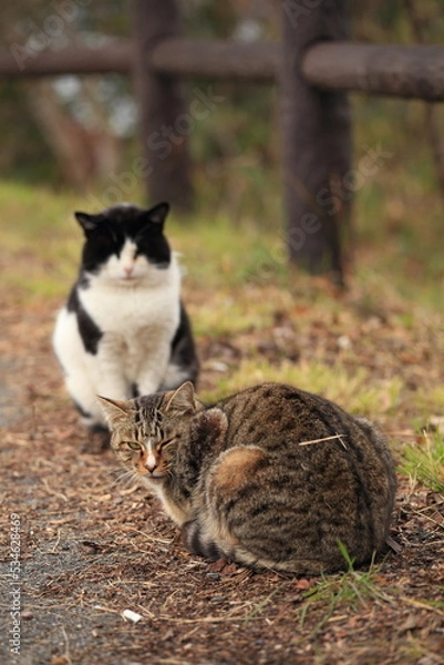 Obraz ネコ　山口県下松市笠戸島