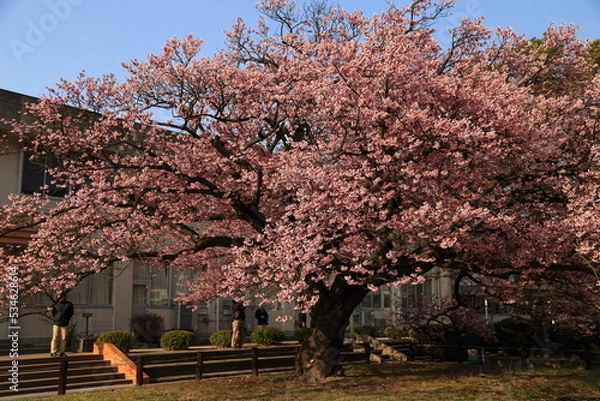 Obraz 山口県防府市向島小学校の蓬莱桜