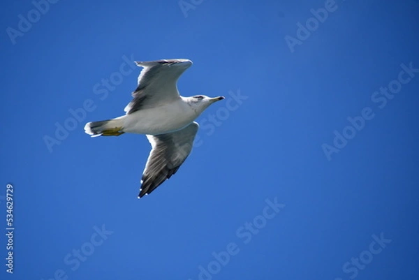 Fototapeta ウミネコ