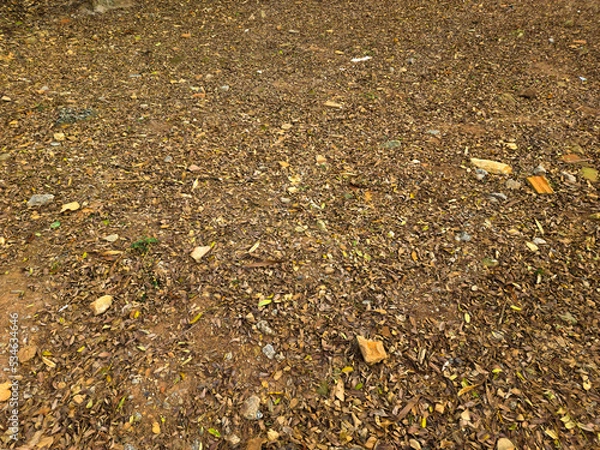 Obraz Fallen leaves on the ground
