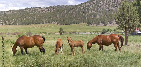 Fototapeta Many Brown Horses in Field Panorama