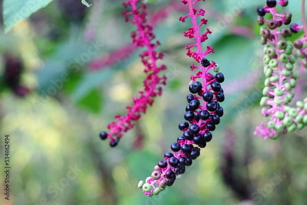 Fototapeta 洋種山牛蒡（ヨウシュヤマゴボウ）