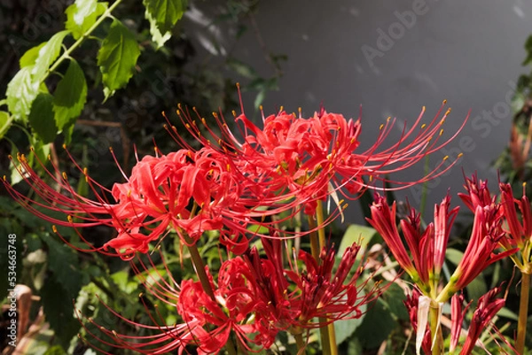 Fototapeta 彼岸花