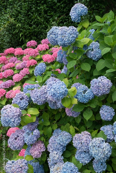 Fototapeta hydrangea flowers