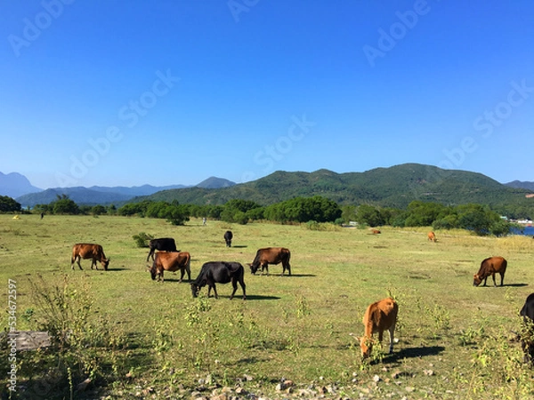 Fototapeta Brown cows grazing under blue sky on Hong Kong ,Sai Kung