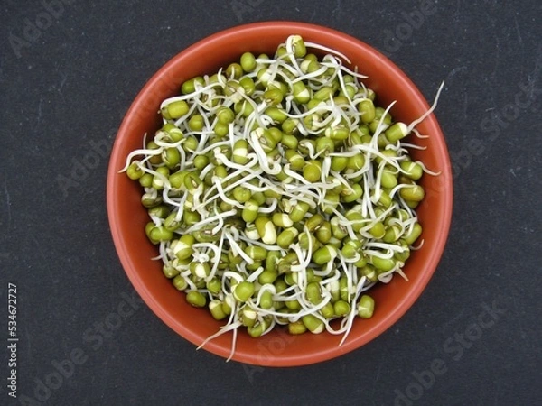 Obraz Sprouted mung beans in a bowl on black background 