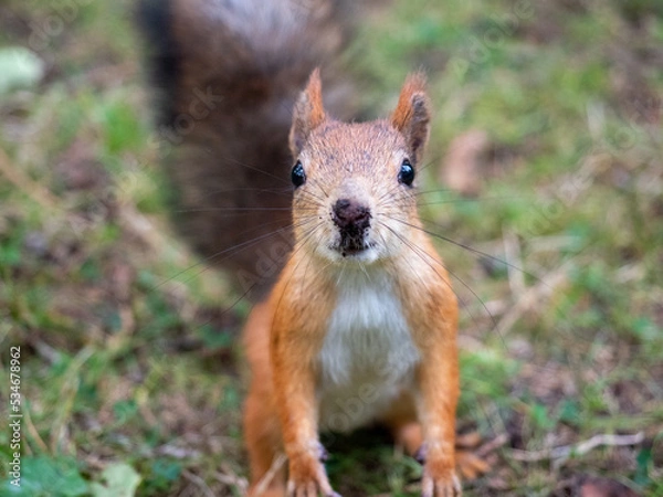 Obraz The squirrel looks into the camera.