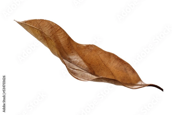 Obraz Dried leaves