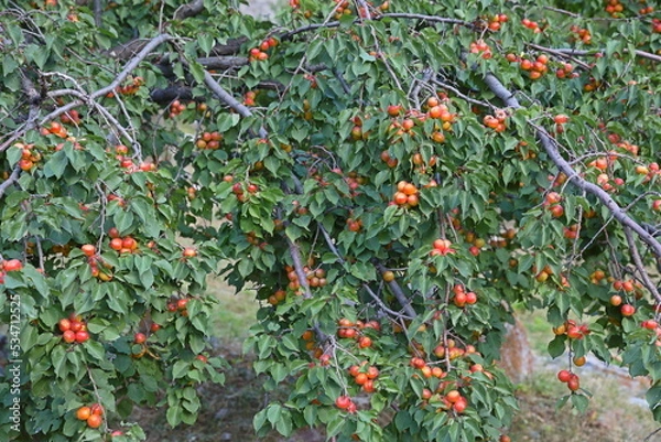 Fototapeta Apricot tree with ripe fruits in a remote mountain village in Tajikistan