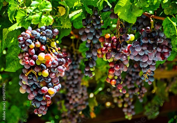 Obraz Griechischer Wein