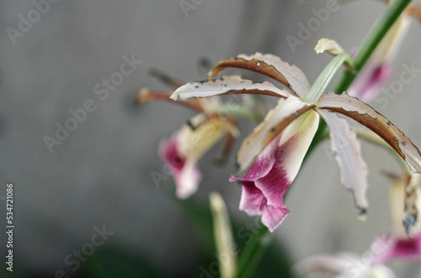 Obraz カクチョウラン