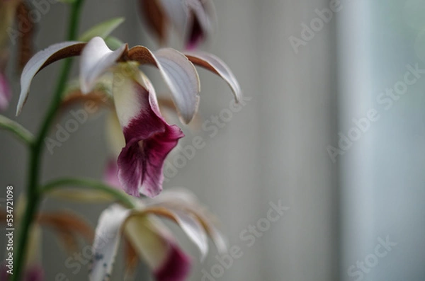 Obraz カクチョウラン