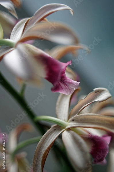 Obraz カクチョウラン