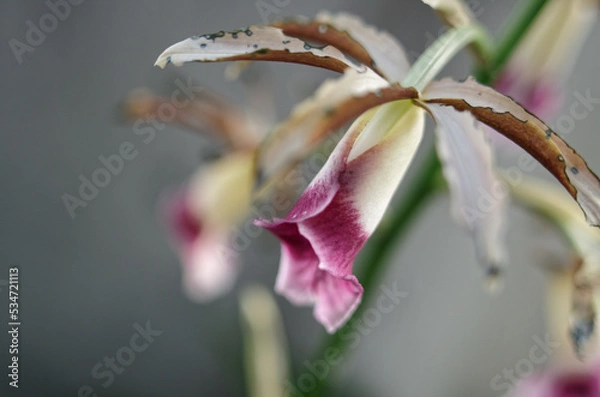 Obraz カクチョウラン